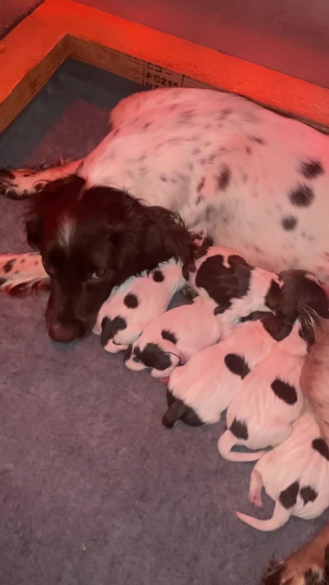 English Springer Spaniel dogs for sale: FTW XFTCH ESS PUPS in Pontyclun - Video 2