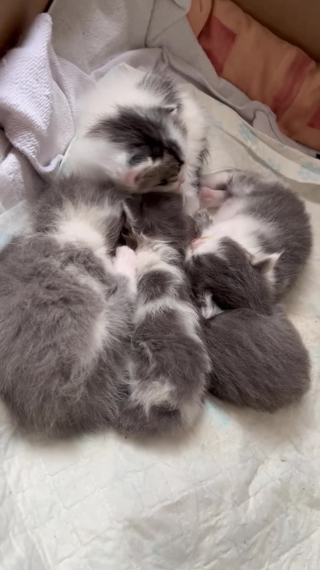 British Shorthair cats for sale: Beautiful Ragdoll x Tabby Kittens– 3 Boys/2 Girls in Manchester - Video 3