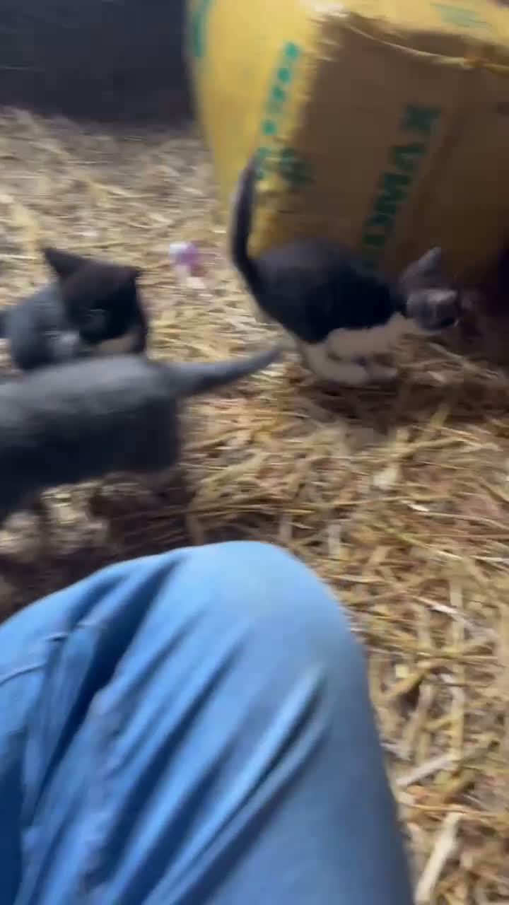 Mixed Breed cats for sale: 6 super friendly gorgeous kittens  in Petersfield - Video 1