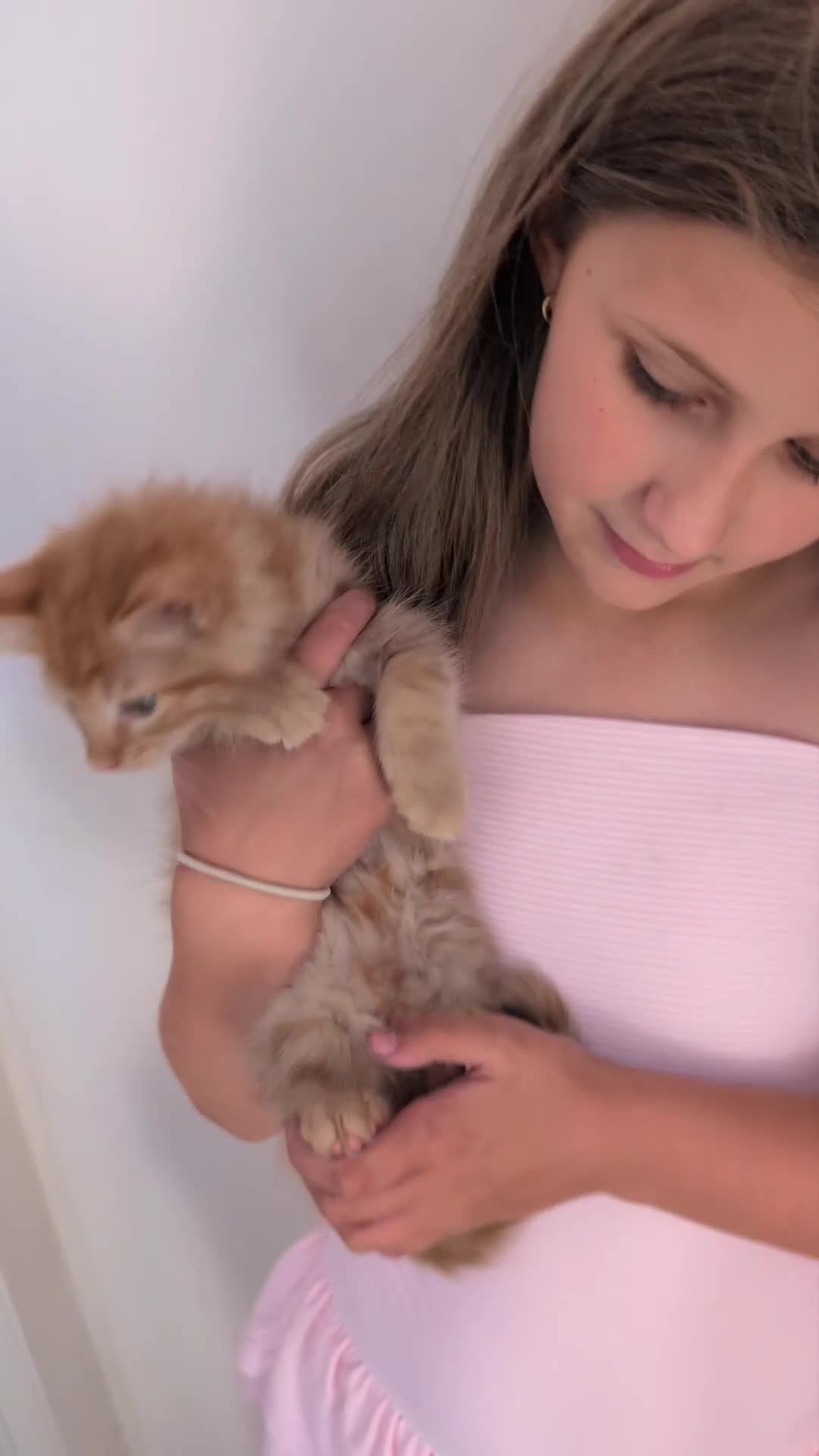 Maine Coon cats for sale: Maine coon X kittens very friendly in Wakefield - Video 1