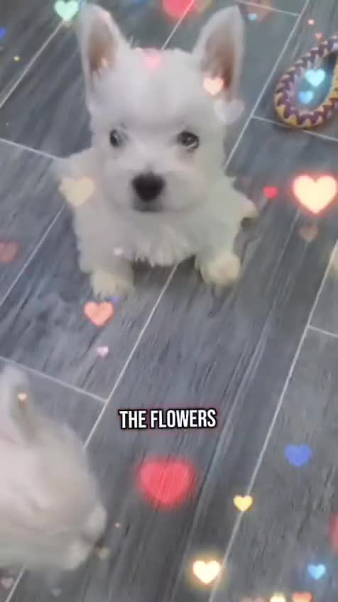 West Highland Terrier dogs for sale: Top import champion bred westies - Video 2
