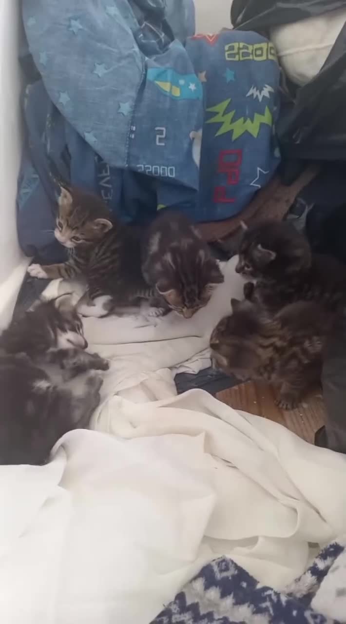 Mixed Breed cats for sale: 4 mixed kittens in Southampton - Video 3
