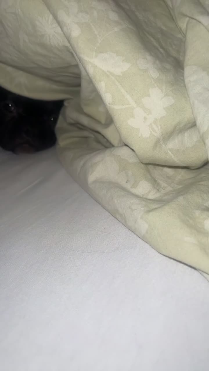 French Bulldog dogs for sale: Beautiful frenchy  in Mayfield - Video 1