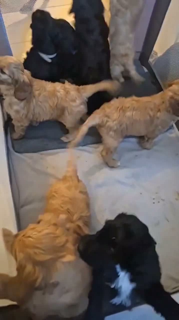 Irish Doodle dogs for sale: Gorgeous Irish Doodle Litter Ready For New Homes - Video 1