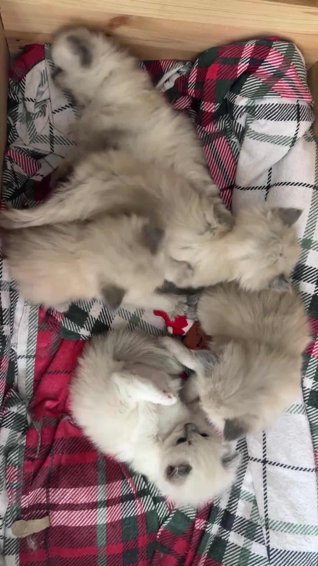 Ragdoll cats for sale: Pure blue point ragdoll kittens  - Video 1