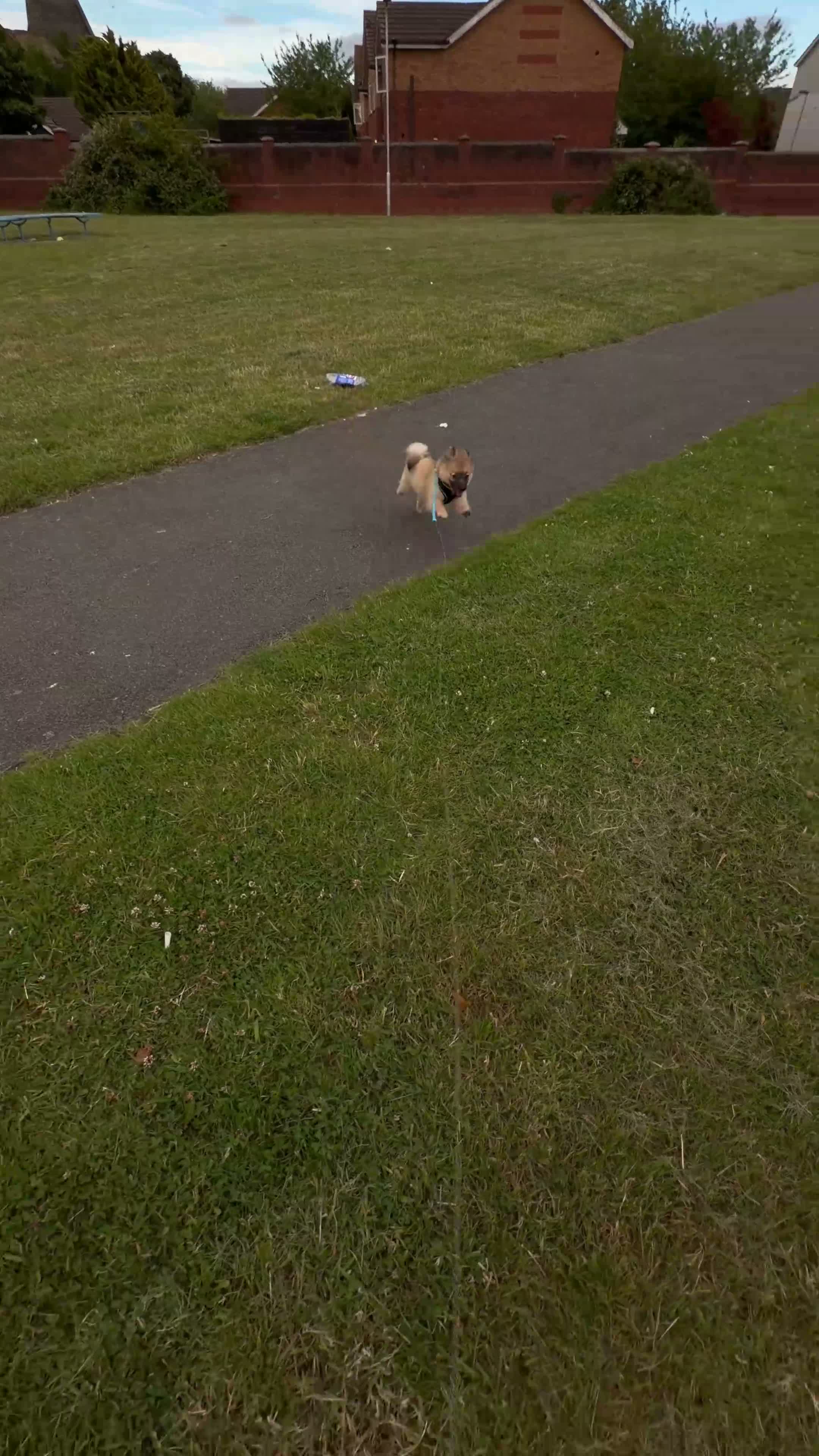 Pomeranian dogs for sale: 8month Pomeranian  - Video 1