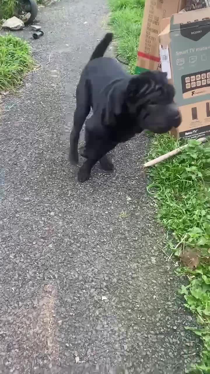 Shar Pei dogs for sale: Shar pei male 8 months old, black - Video 1