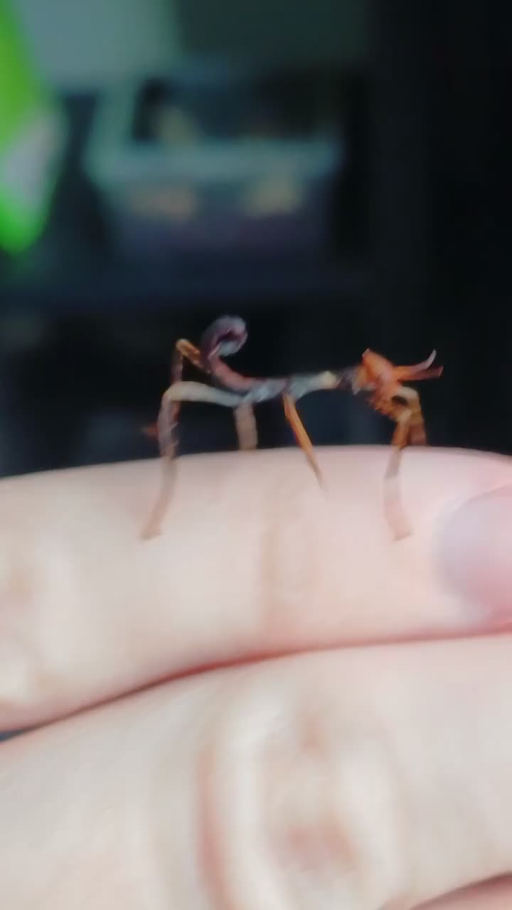 Stick Insects invertebrates for sale: Baby Giant Spiney Stick Insects - Video 2
