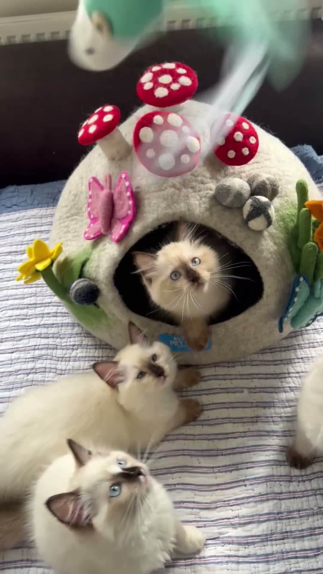 Ragdoll cats for sale: Stunning ragdolls kitten 🥰 - Video 4