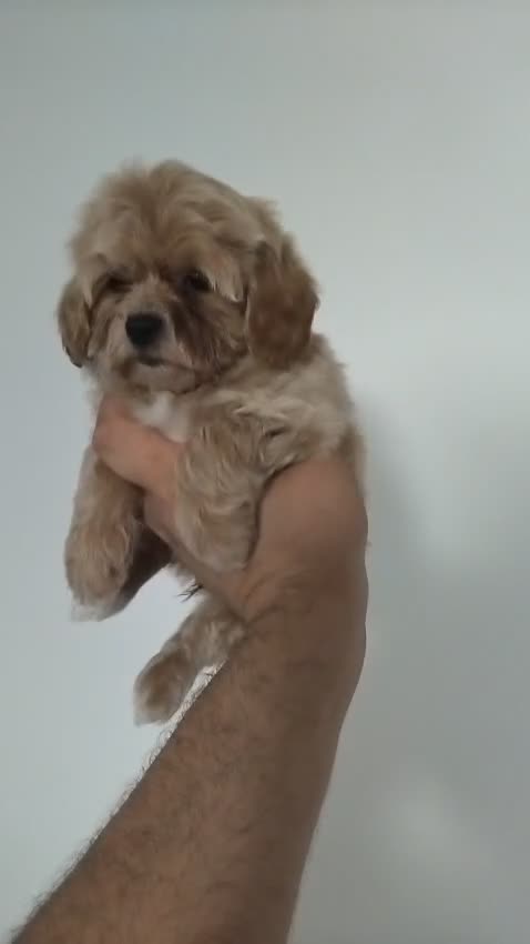 Maltipoo dogs for sale: Maltipoo Puppies – 3 Girls & 3 Boys - Video 4