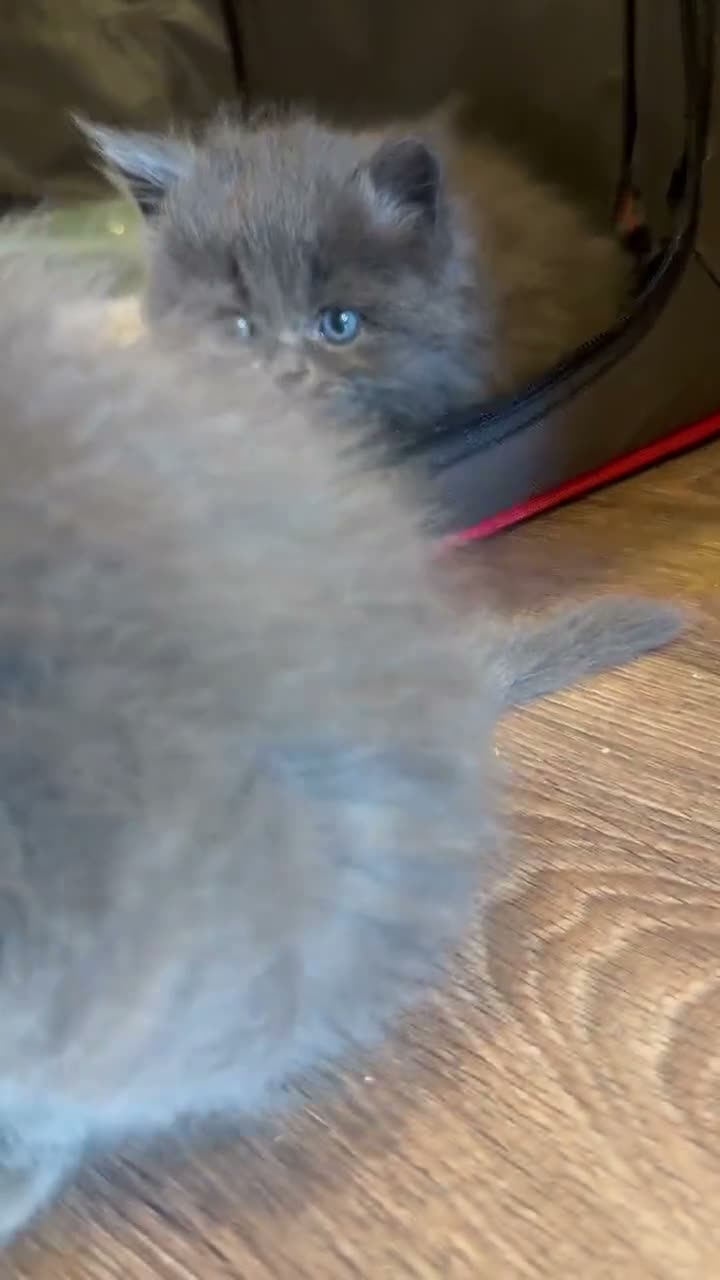 Mixed Breed cats for sale: Beautiful fluffy kittens  in Doncaster - Video 1