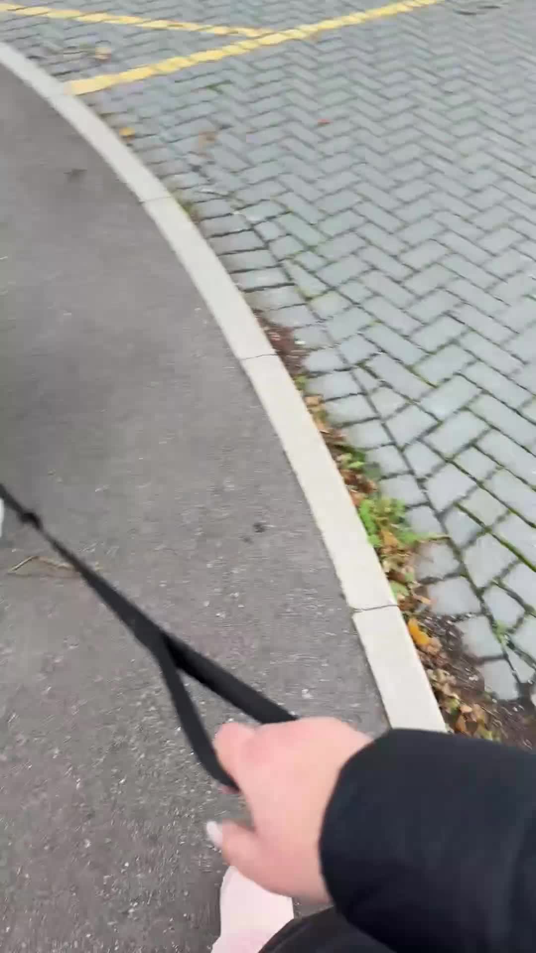 Japanese Akita Inu dogs for sale: White Japanese Akita Male  - Video 1