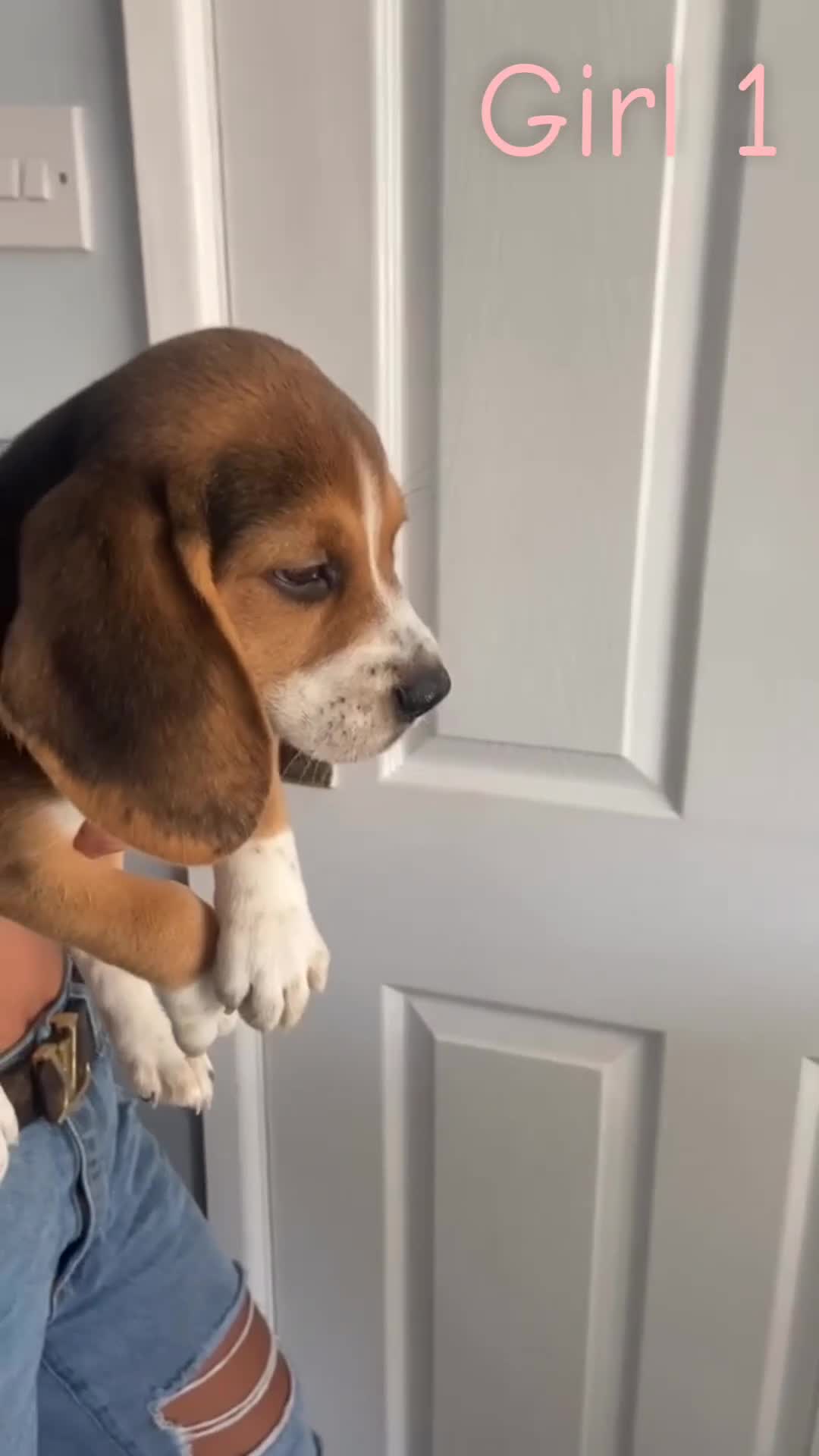 Beagle dogs for sale: Beagle puppies - Video 2