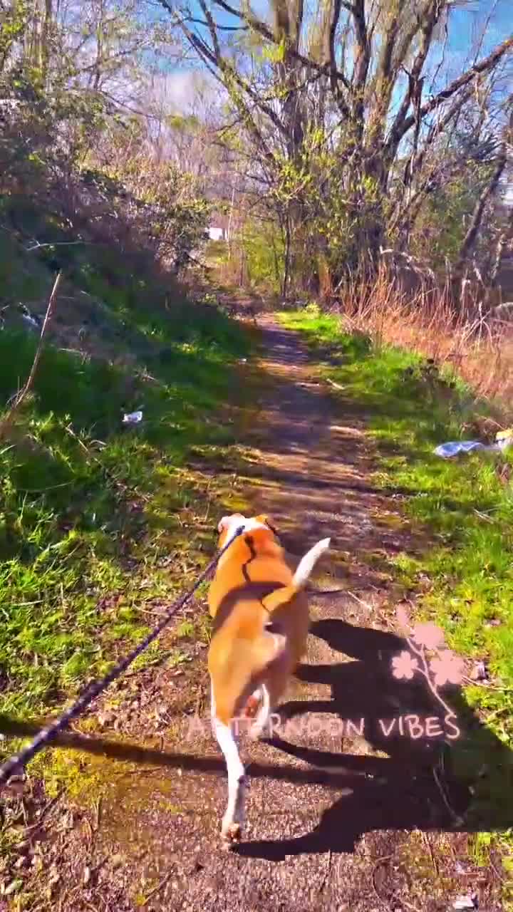 Mixed Breed dogs for stud: Dog stud in Oldham - Video 5