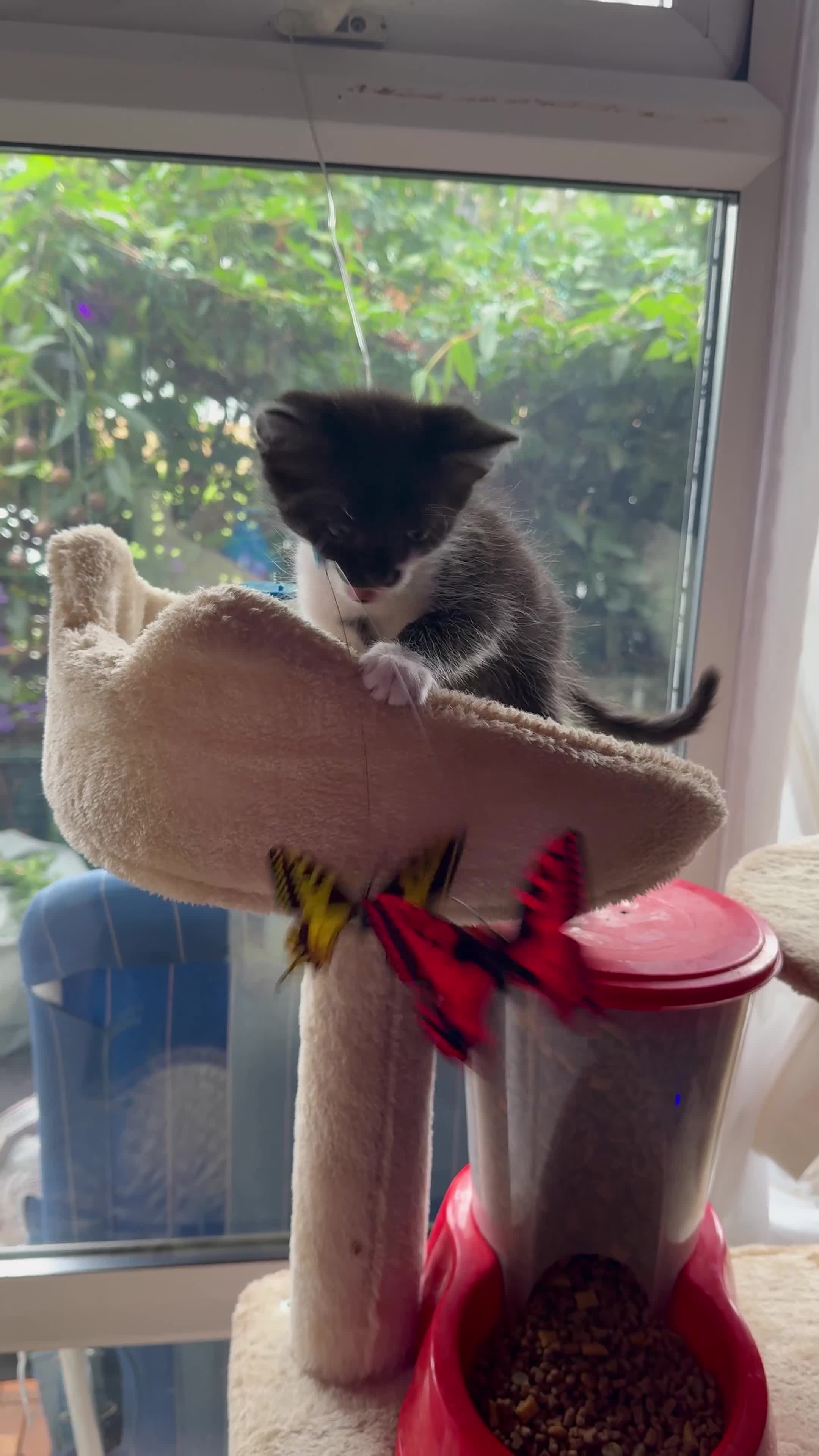 Mixed Breed cats for sale: Half Sphynx READY to Go 🩷 £200 - Video 1
