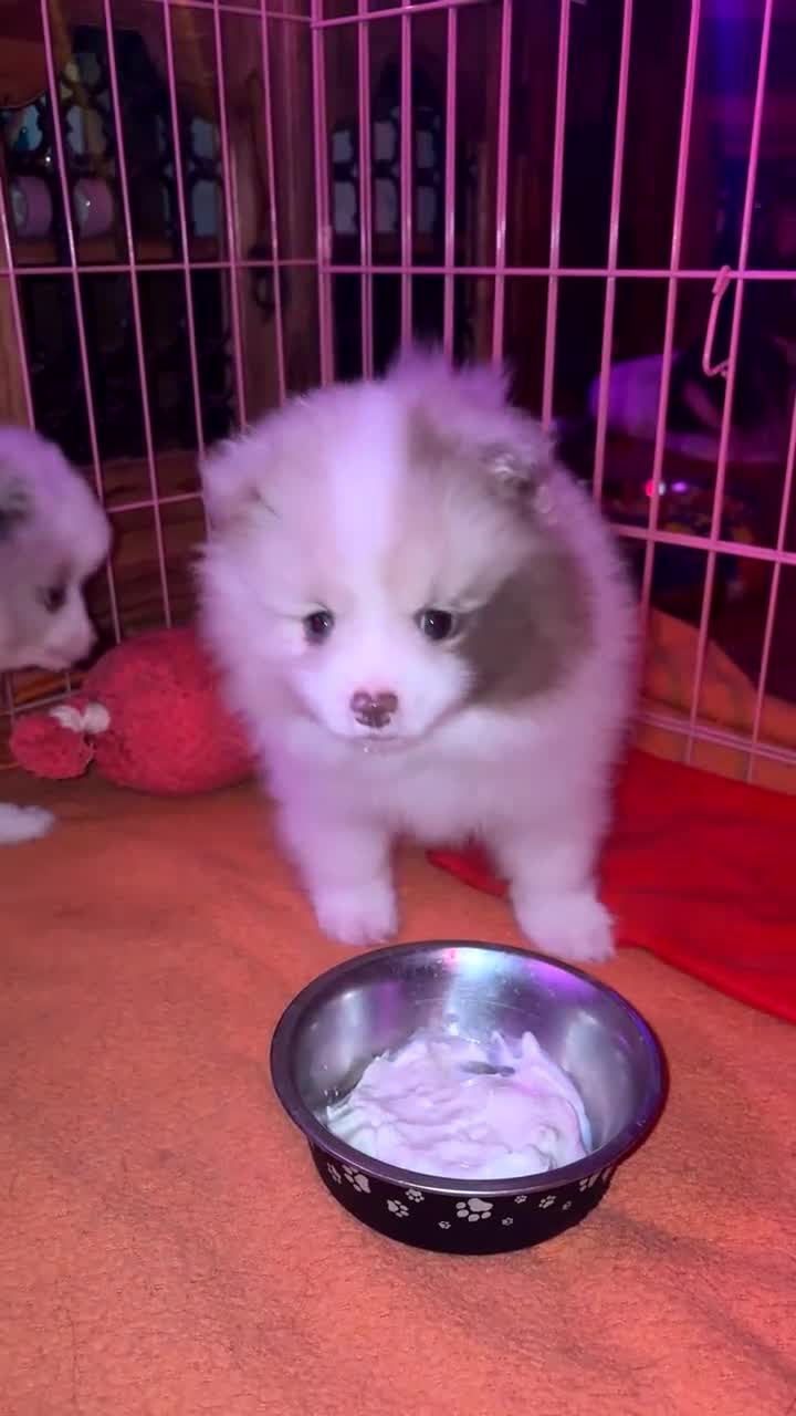 Pomeranian dogs for sale: beautiful Pomeranians  boys - Video 2