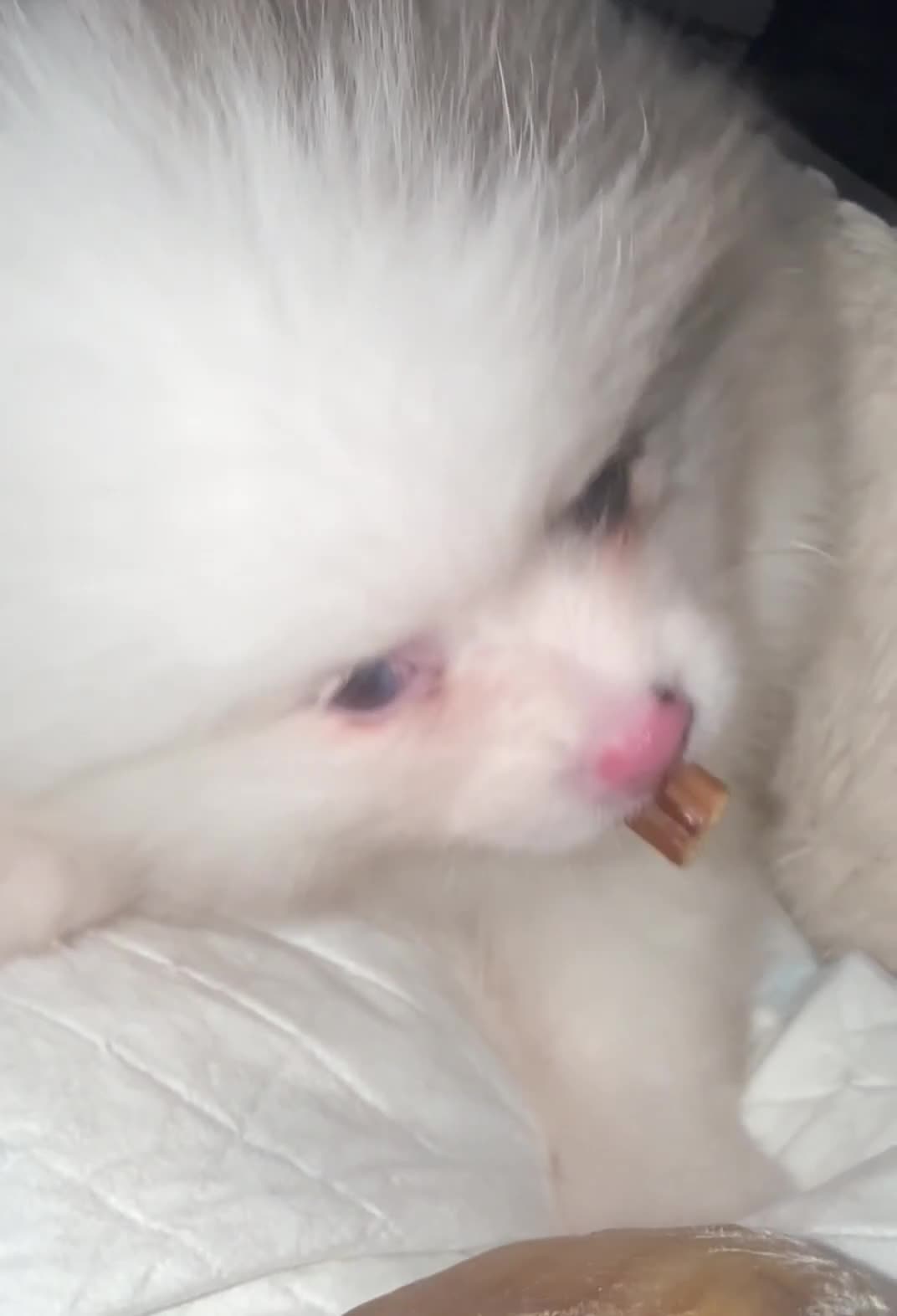 Pomeranian dogs for sale: ✨🐶Small Teddy Bear🧸 SKY🩵BLUE EYE 👀POMS🐶✨ - Video 3