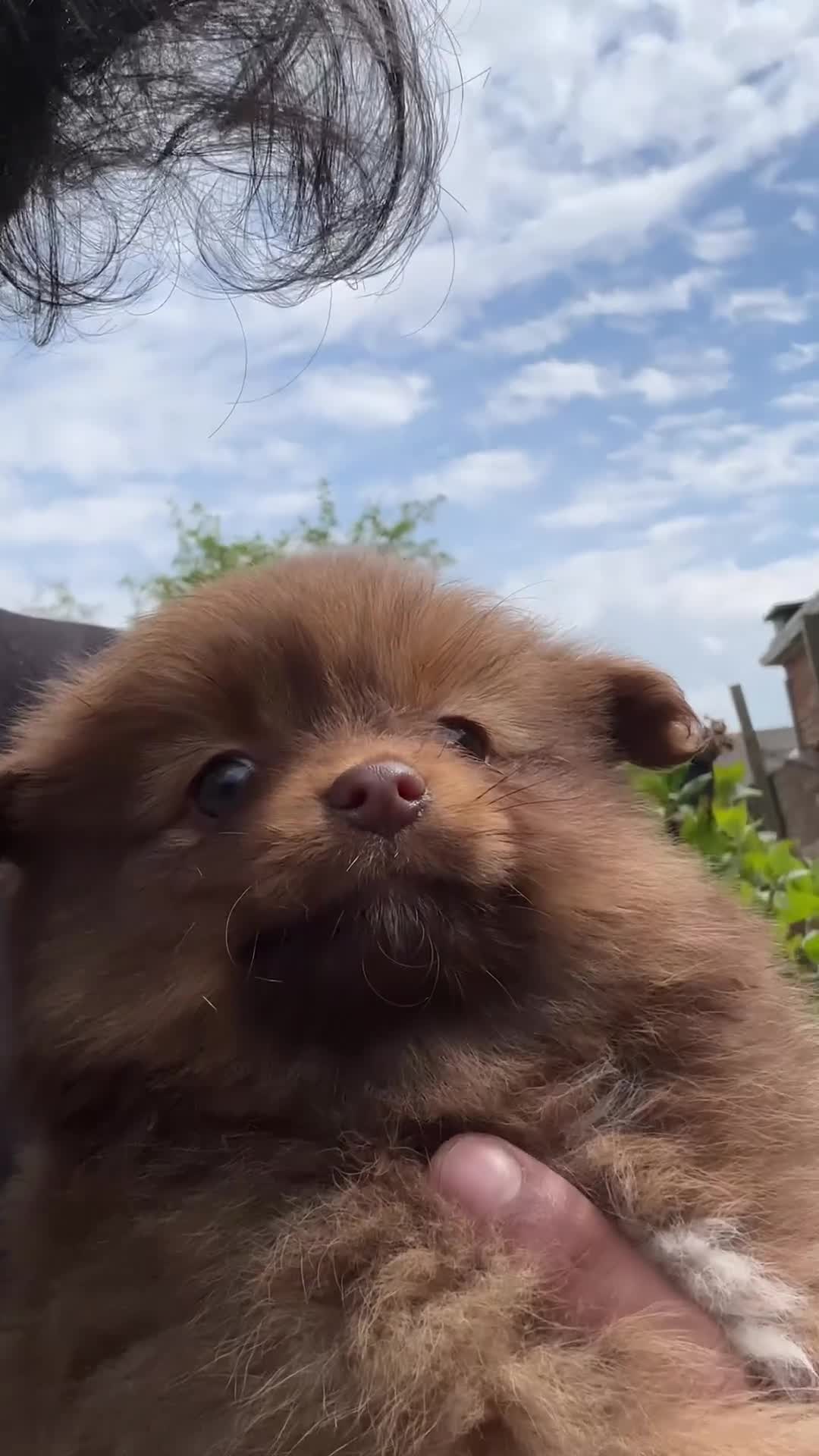 Pomeranian dogs for sale: Pomeranian Puppy Girl available.  - Video 2