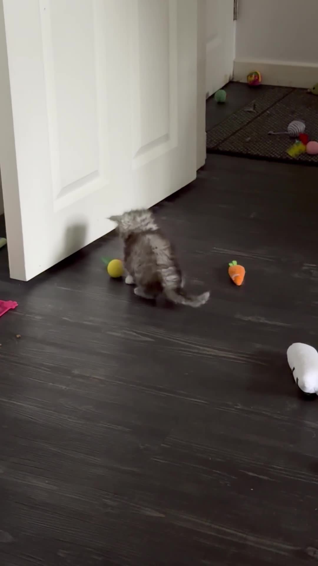 Maine Coon cats for sale: Gorgeous grey Mainecoon kitten  - Video 1