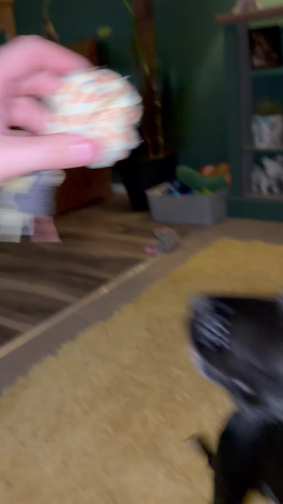 Cocker Spaniel dogs for sale: 12 week old cocker spaniel - Video 1