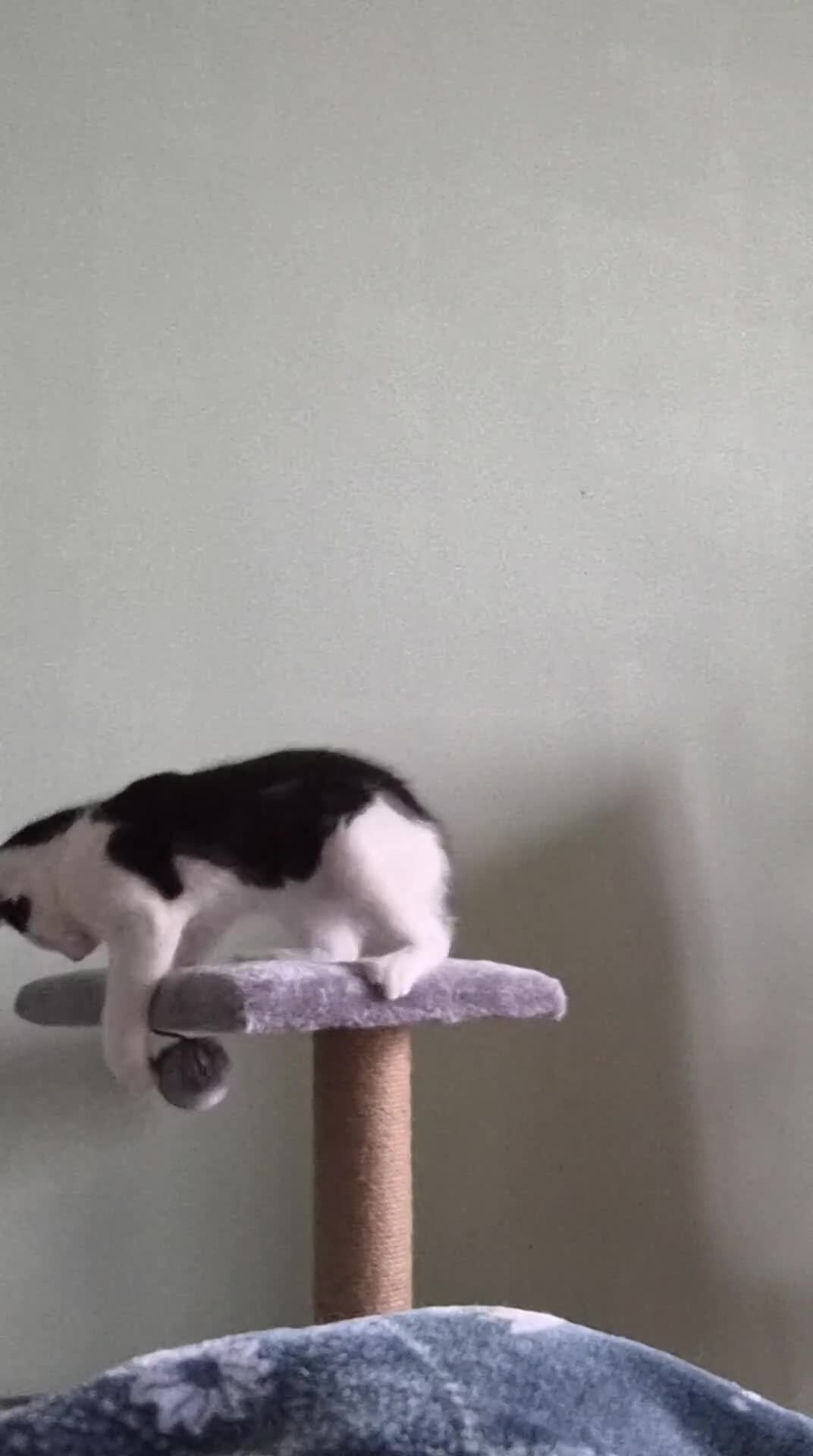 Mixed Breed cats for sale: Kitten needing forever home  in Birmingham - Video 1
