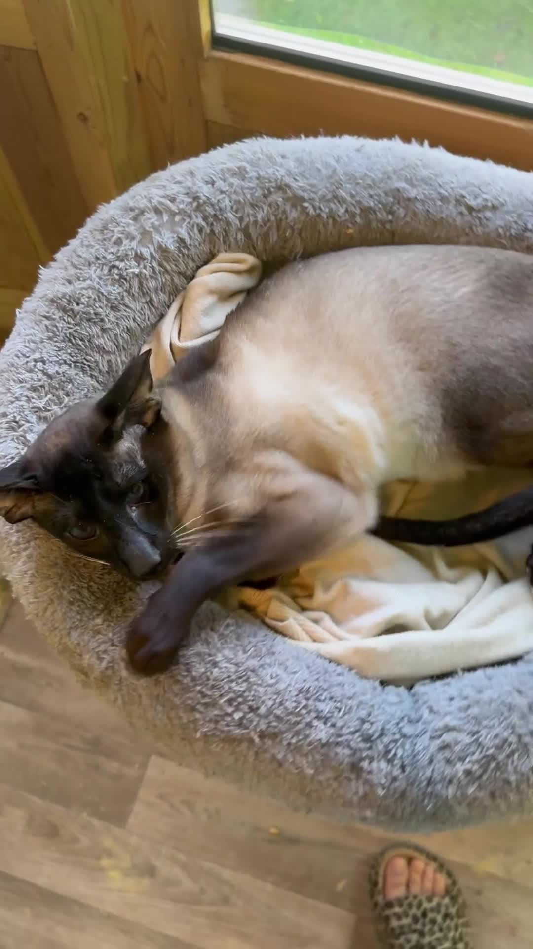 Siamese cats for sale: Stunning Male on ACTIVE registration  - Video 1