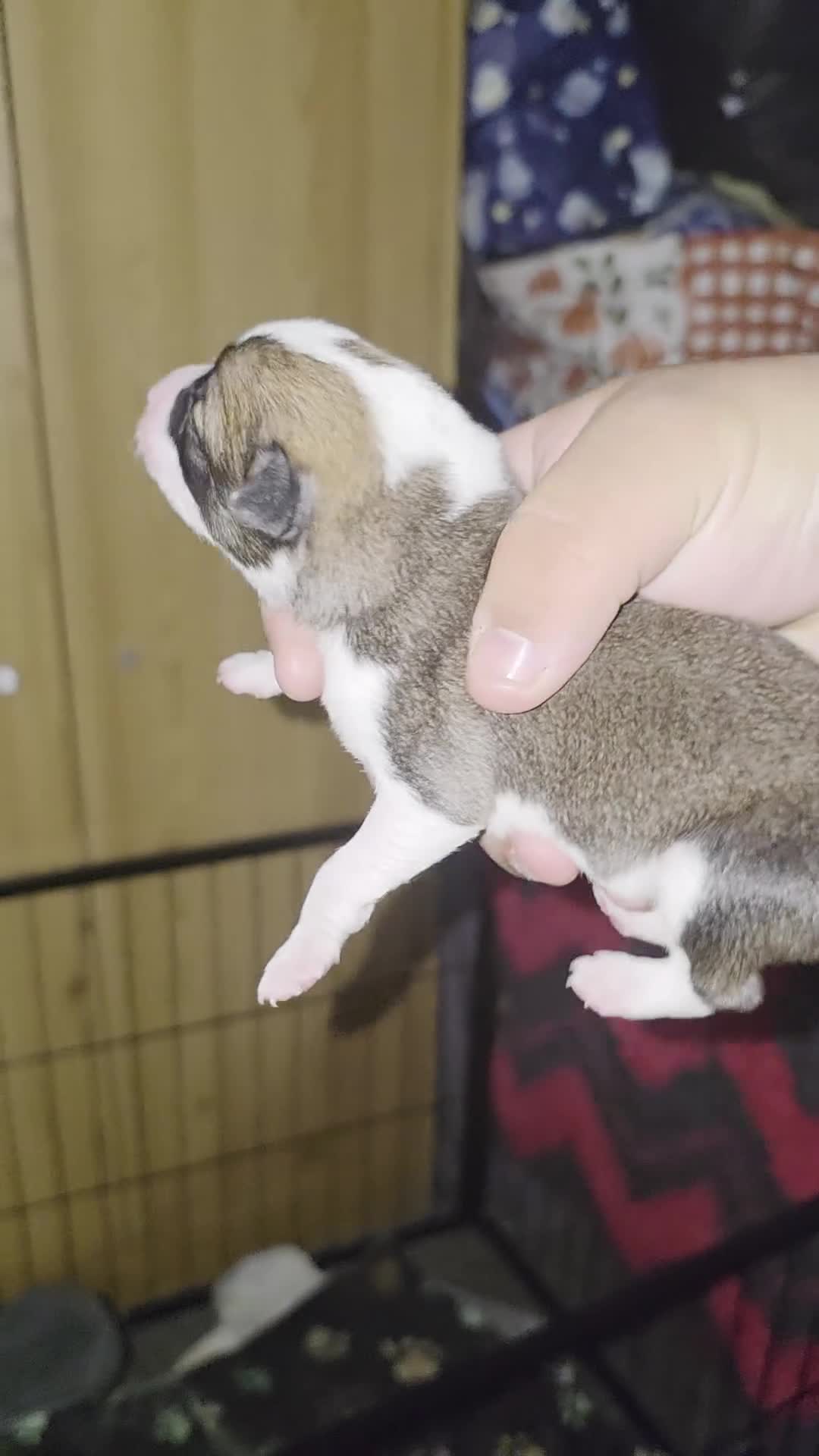 Mixed Breed dogs for sale: Welsh Collie Pups  - Video 3