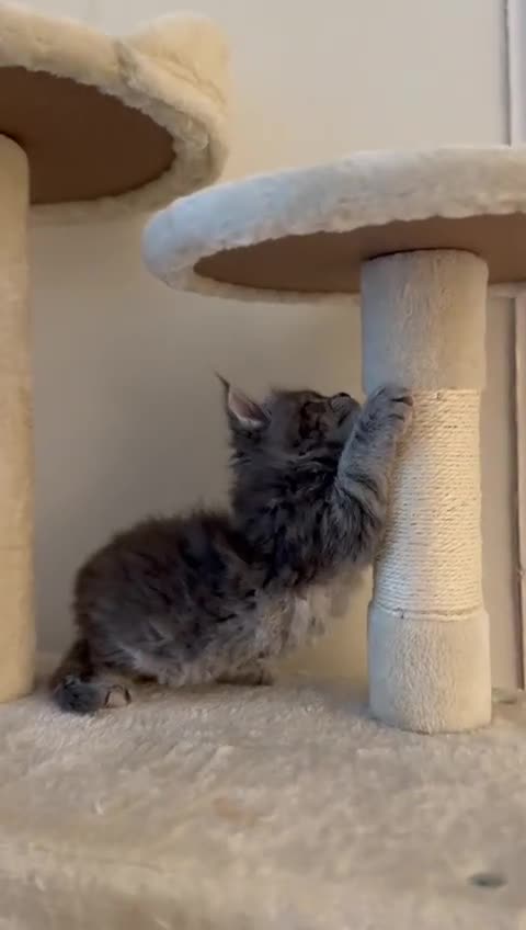 Maine Coon cats for sale: ✨BLUE FEMALE KING-SIZE MAINE COON CUB✨ - Video 2