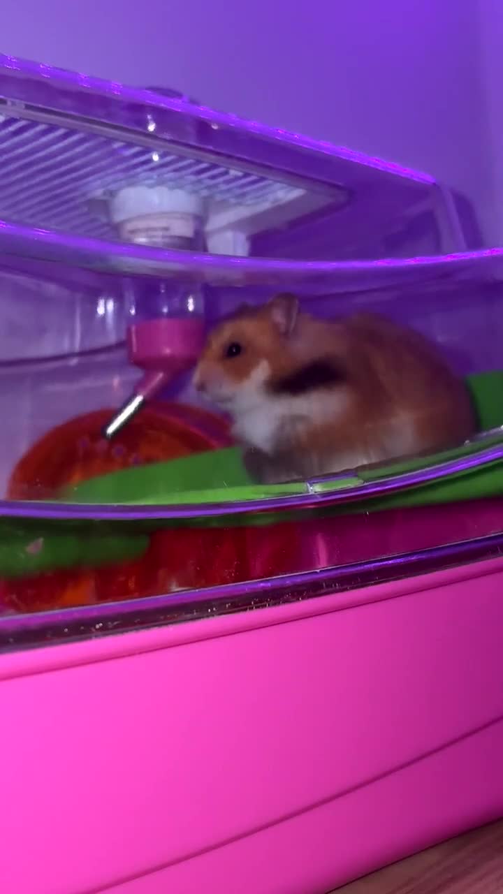Hamster rodents for sale: Syrian Hamster - Video 1