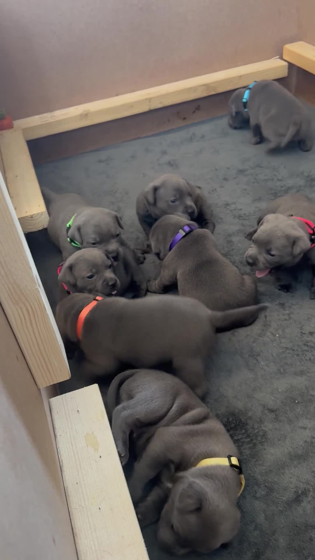 Staffordshire Bull Terrier dogs for sale: Beautiful KC reg blue puppies - Video 2