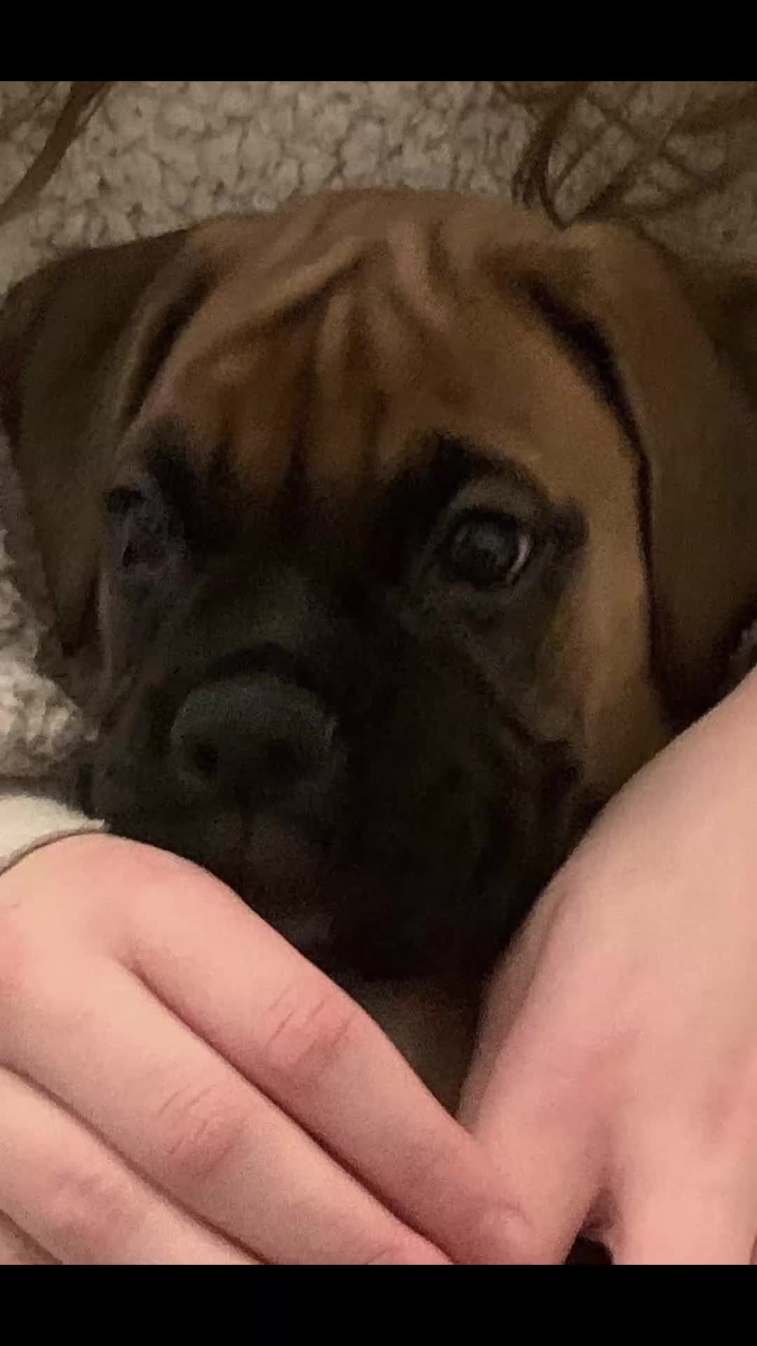 Boxer dogs for sale: **An Exceptional Show-Quality Litter Expected** - Video 1