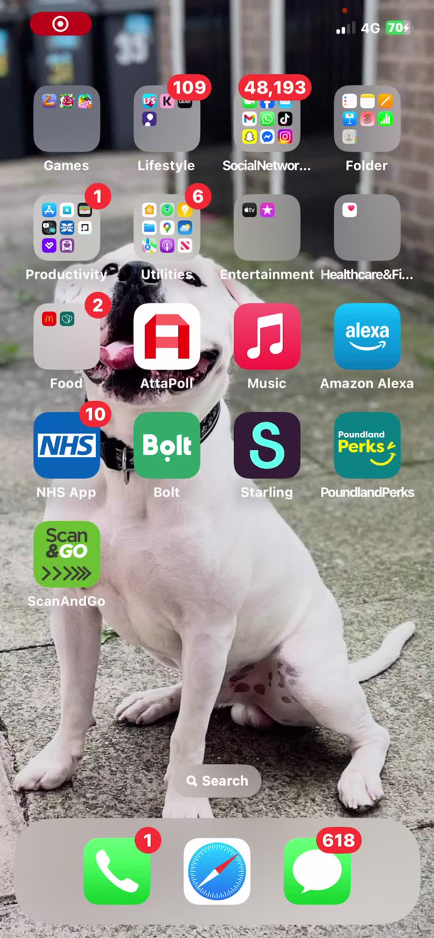 Mixed Breed dogs for sale: 4 pups - Video 4