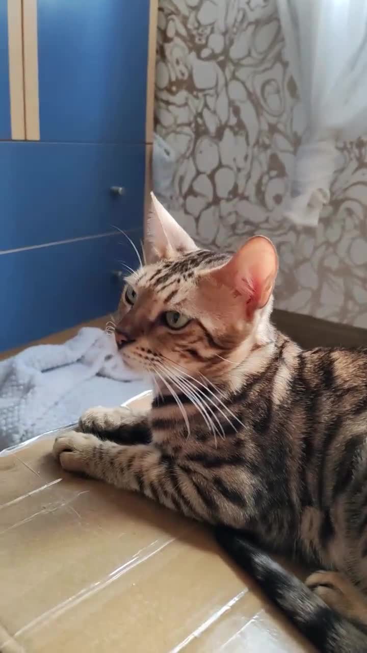 Bengal cats for sale: Bengal cats  - Video 2