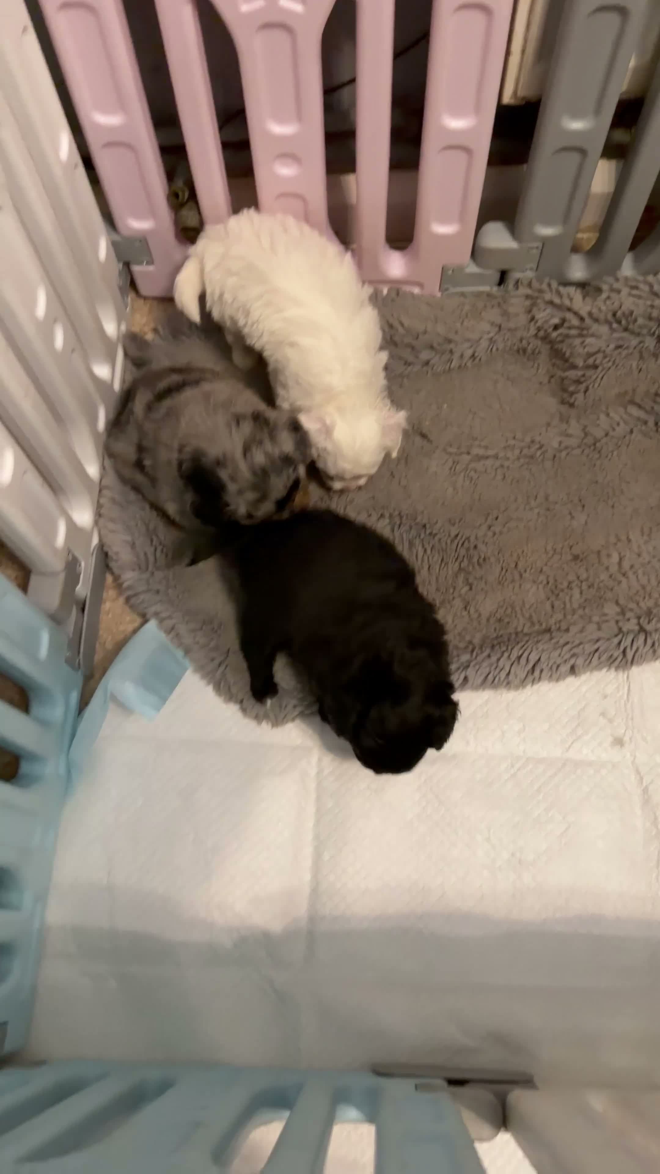 Pomapoo dogs for sale: Pomapoo - Video 4