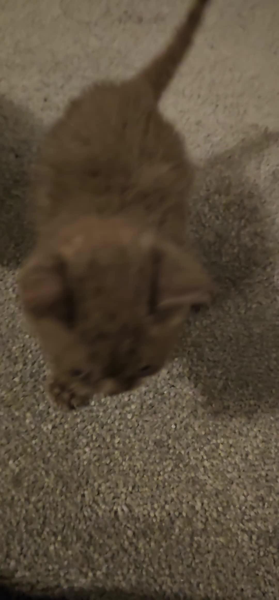 British Shorthair cats for sale: Brown British Shorthair GIRL Kittens  - Video 1