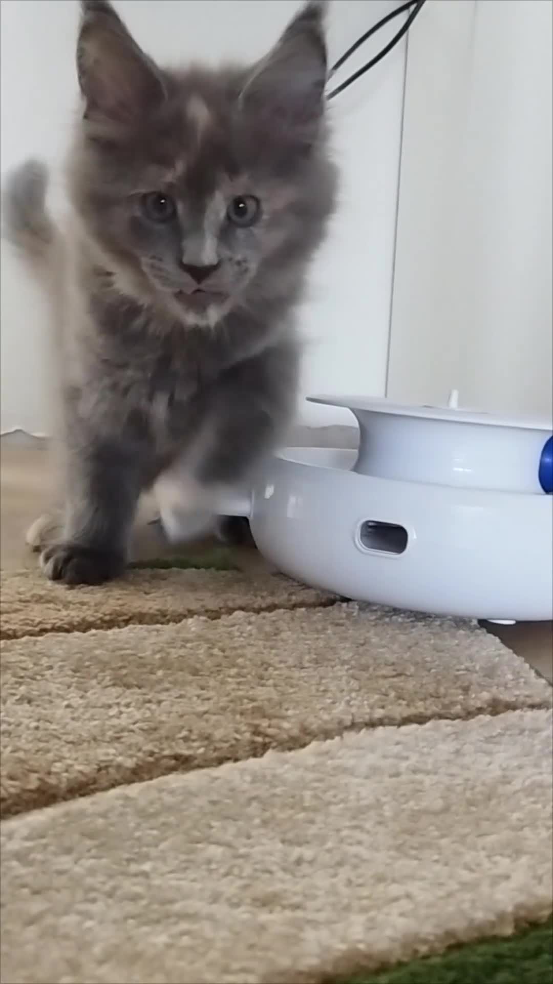 Maine Coon cats for sale: Tica pedigree MC kittens-ready for new home  - Video 1