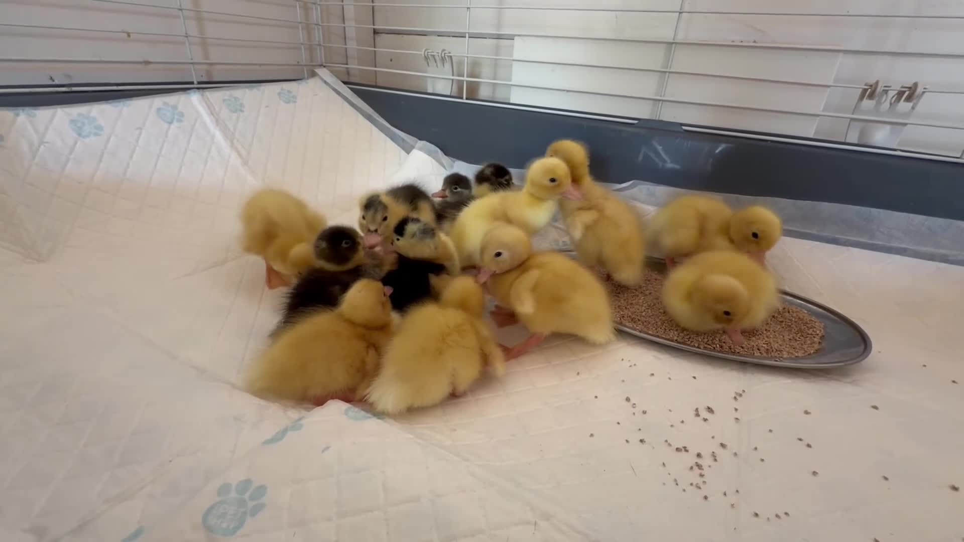 Ducks poultry for sale: Ducklings  - Video 1