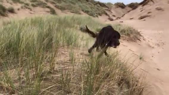 Irish Setter dogs for stud: Irish Setter For Stud. (Health Tested and Proven.) in Cannock - Video 2