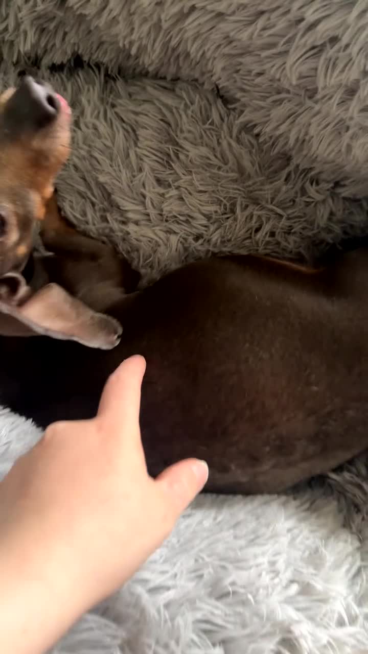 Chiweenie dogs for sale: Beautiful chiweenie pups  - Video 1
