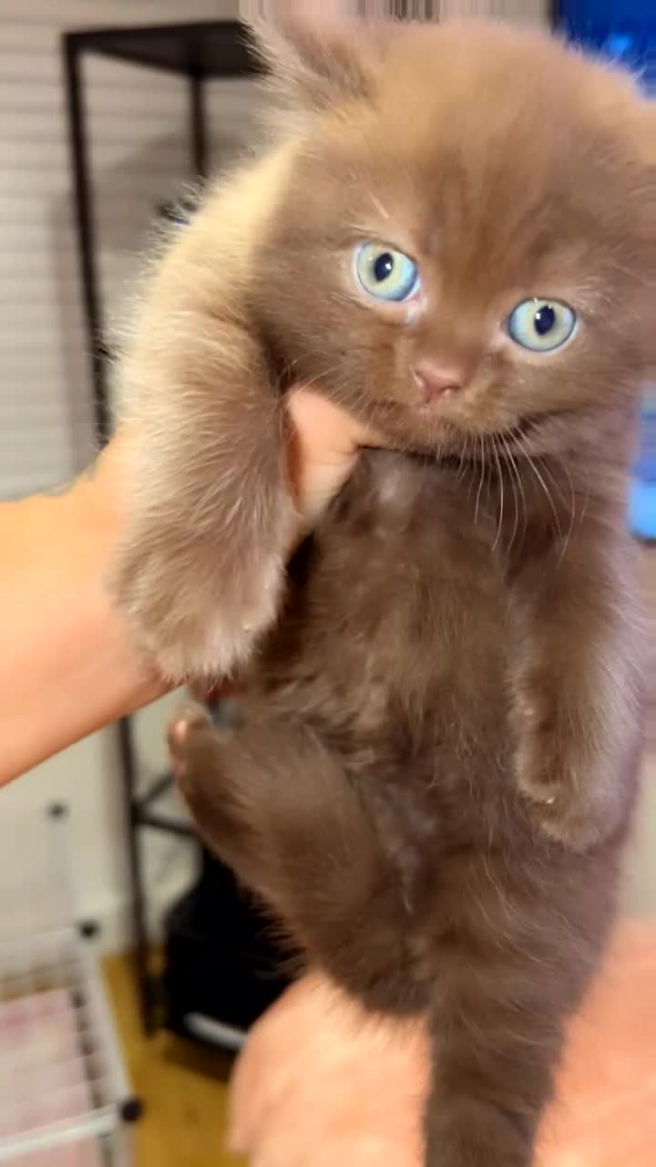 British Shorthair cats for sale: British shorthairs  in London - Video 2