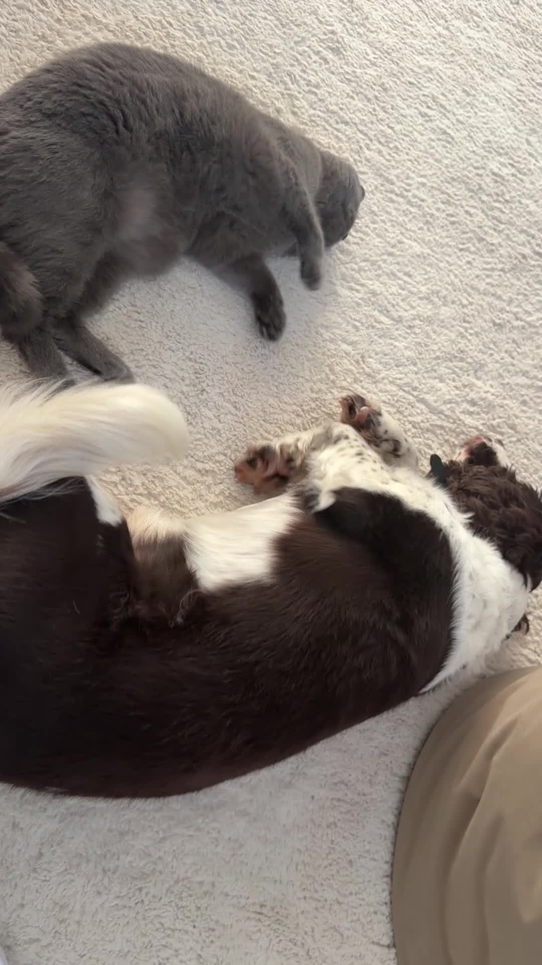 British Shorthair cats for sale: British Blue Shorthair cat - Video 1