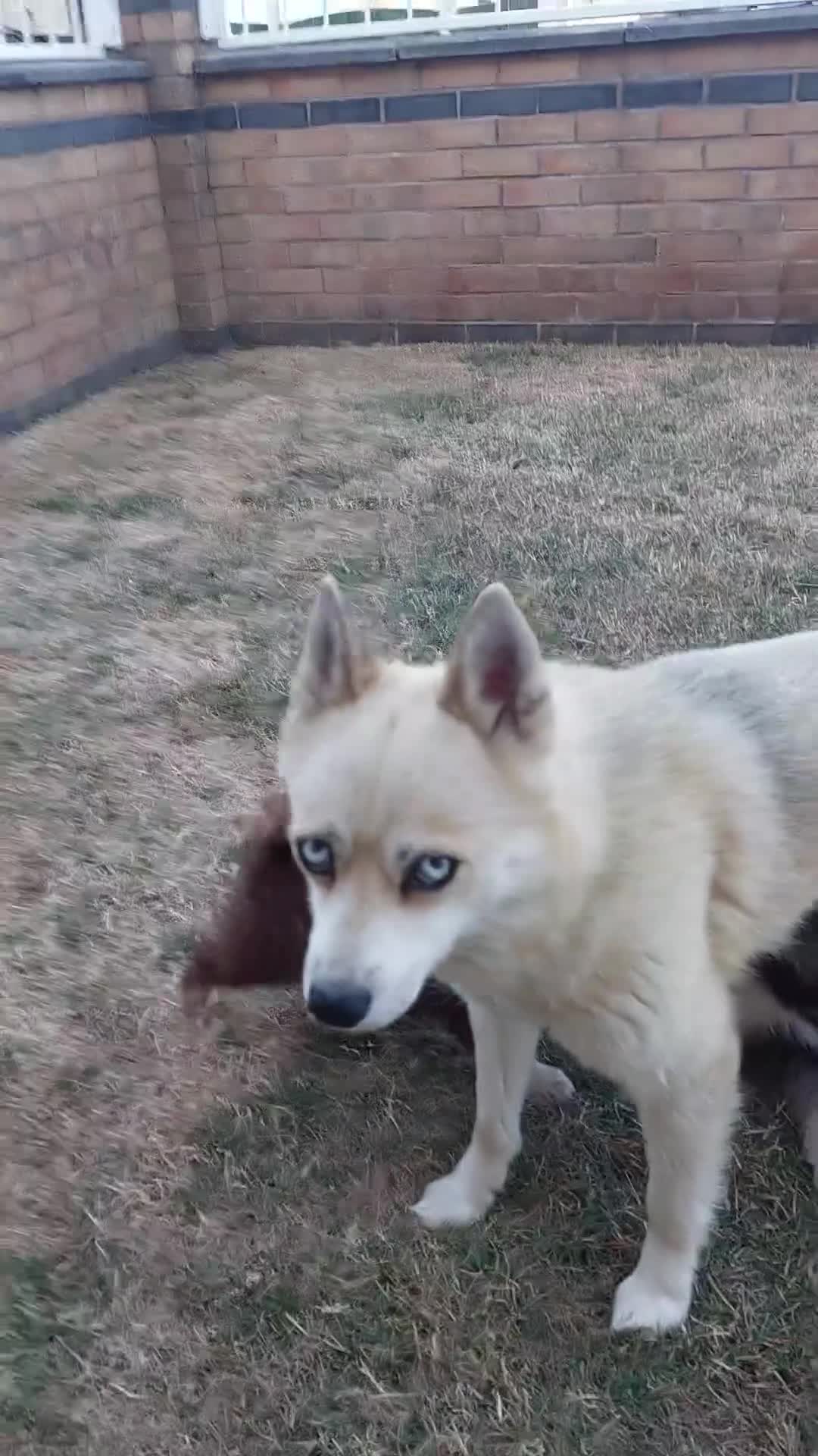 Pomsky dogs for sale: F3 pomsky puppy's for sale  - Video 3