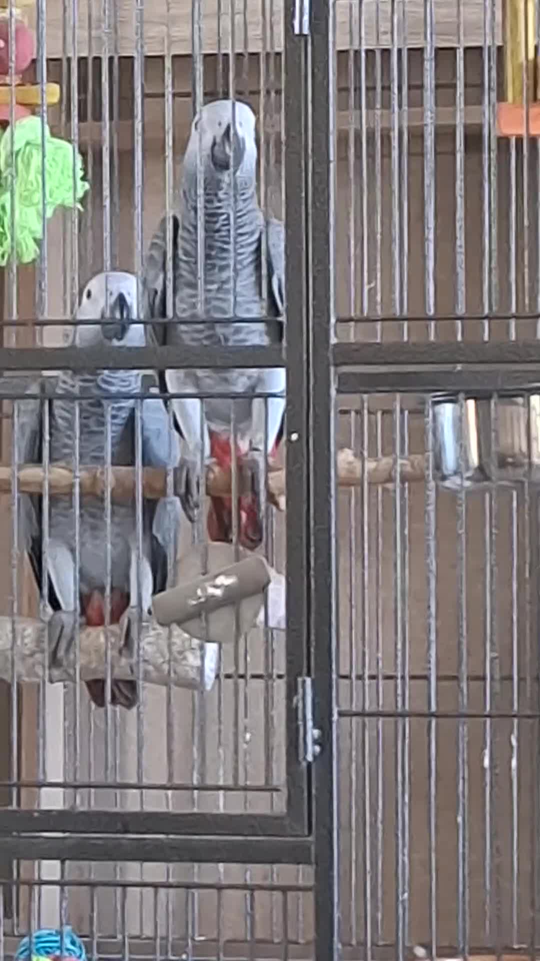 Parrots birds for sale: African Grey, hand reared. *only one left 25/8* - Video 1