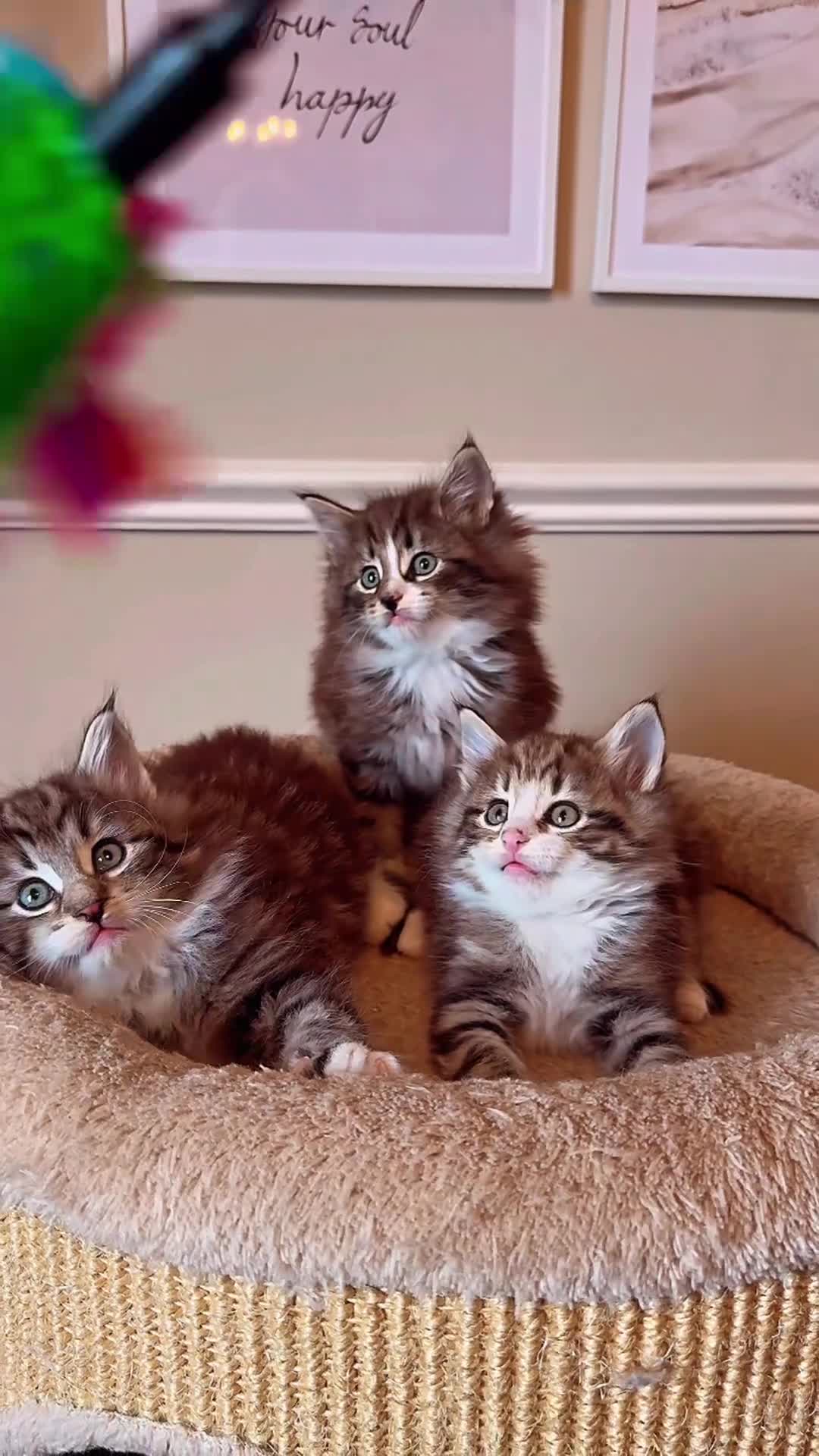 Norwegian Forest Cat cats for sale: Full FIFe pedigree Norwegian Forest Kittens  in Normanton - Video 2
