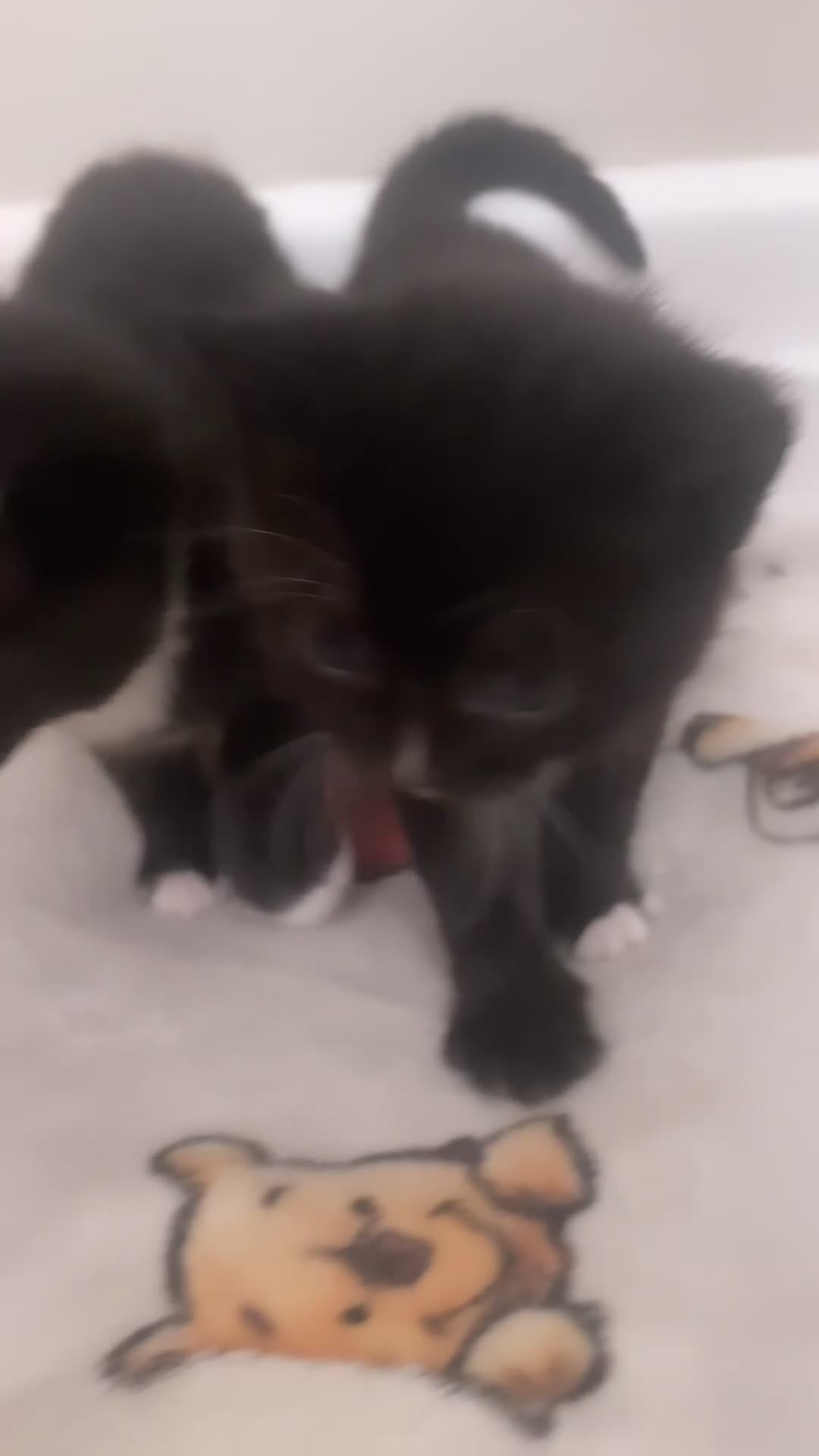 Mixed Breed cats for sale: mixed british short haired kittens  - Video 2