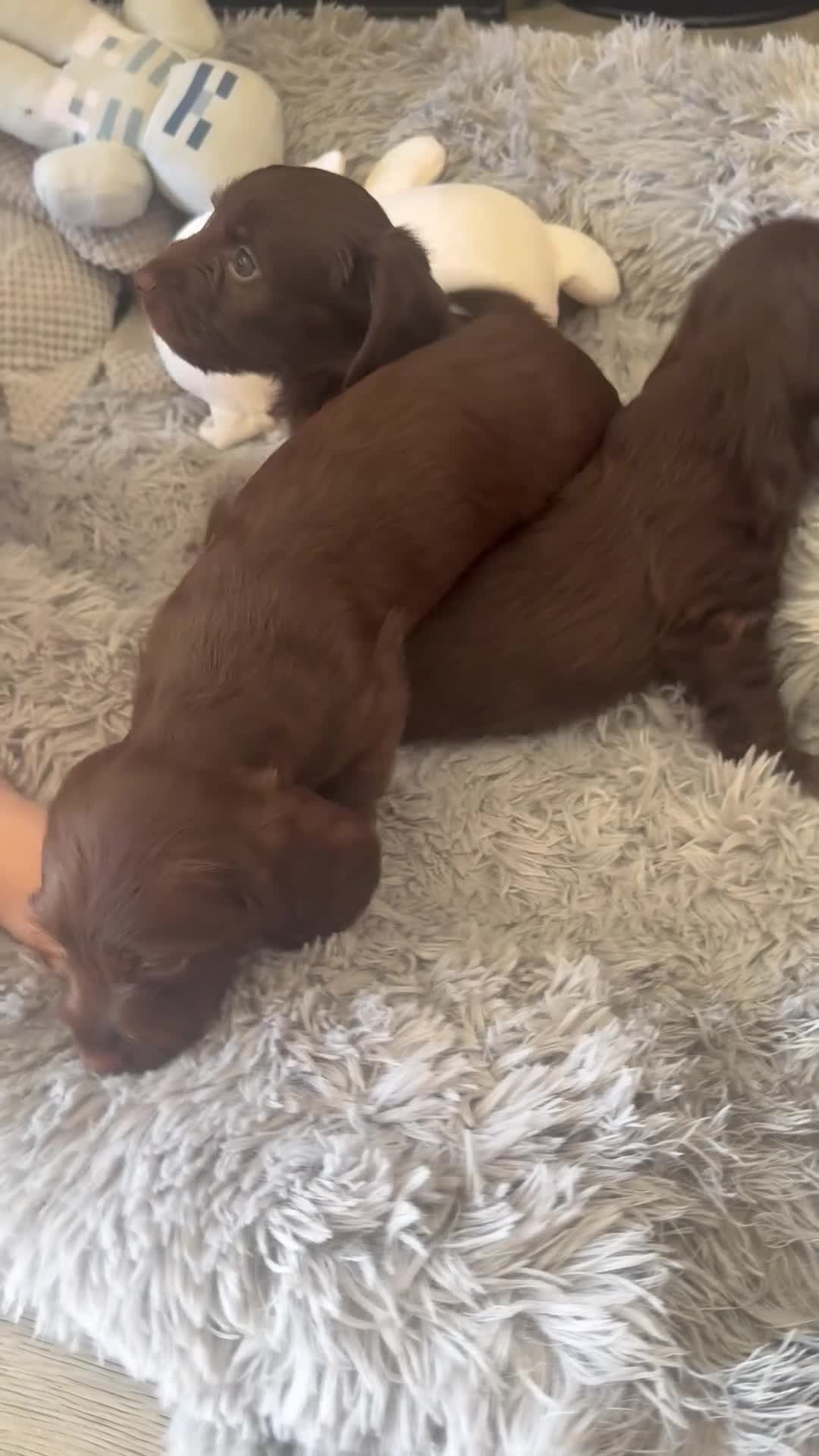 Mixed Breed dogs for sale: Doxiepoos puppies  - Video 2