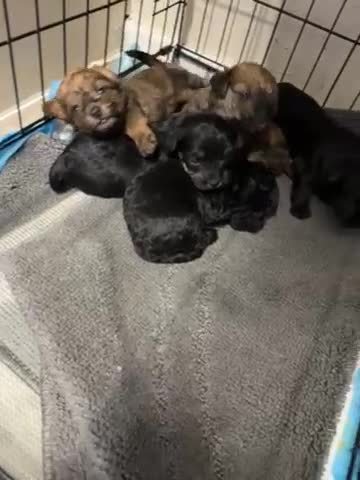 Mixed Breed dogs for sale: 2 boys and 3 girls Jackapoo puppies  - Video 1