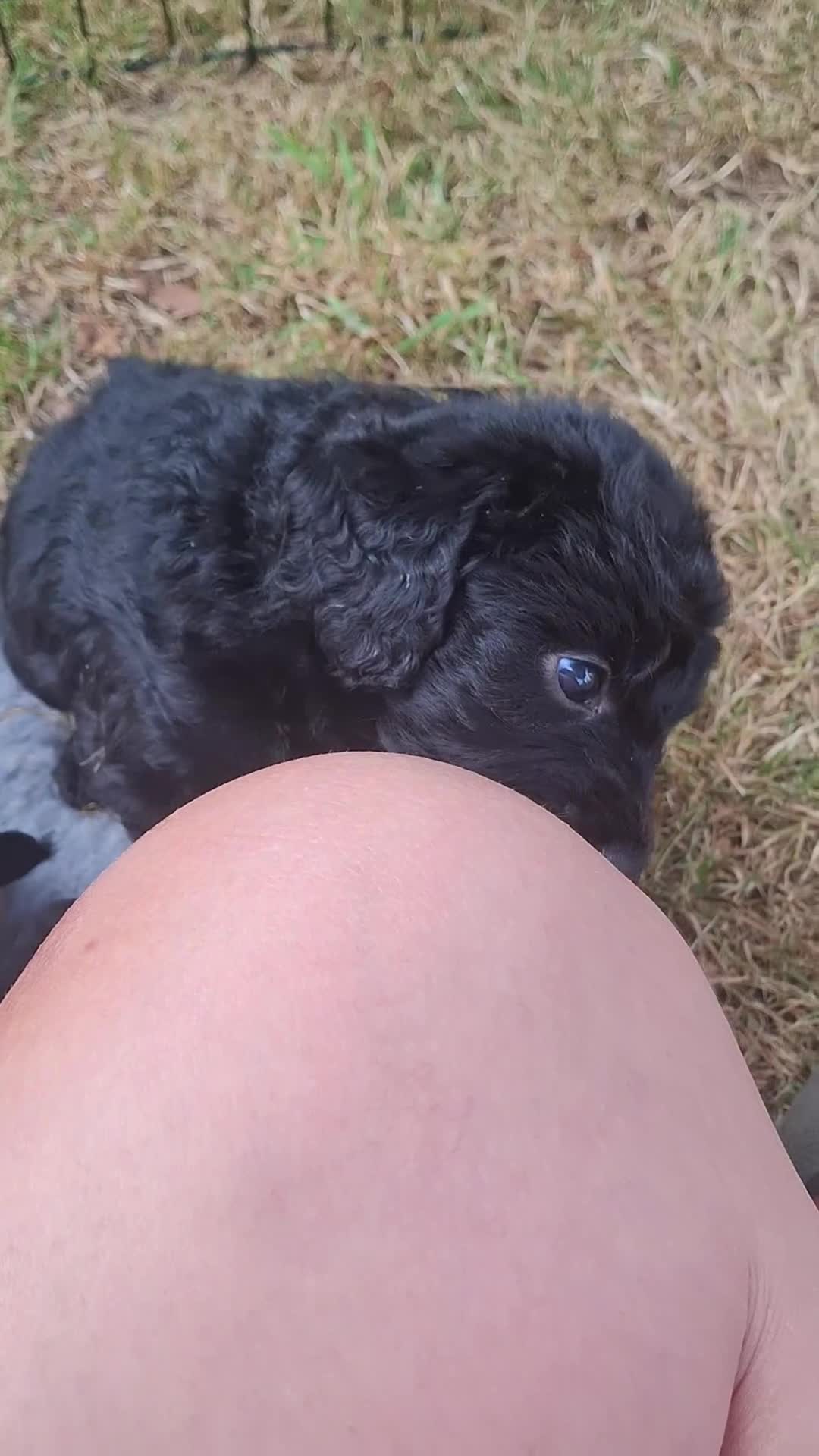 Labradoodle dogs for sale: 🌟Stunning Miniature Labradoodle Pups🌟 - Video 1