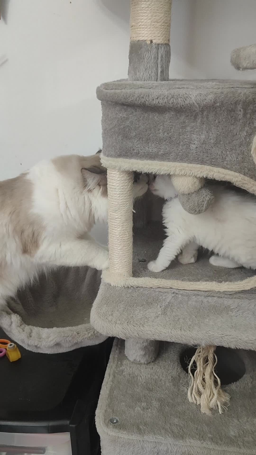 Ragdoll cats for sale: ❤️ Sweet Purrs Await: Your Ragdoll Friend ❤️ - Video 1