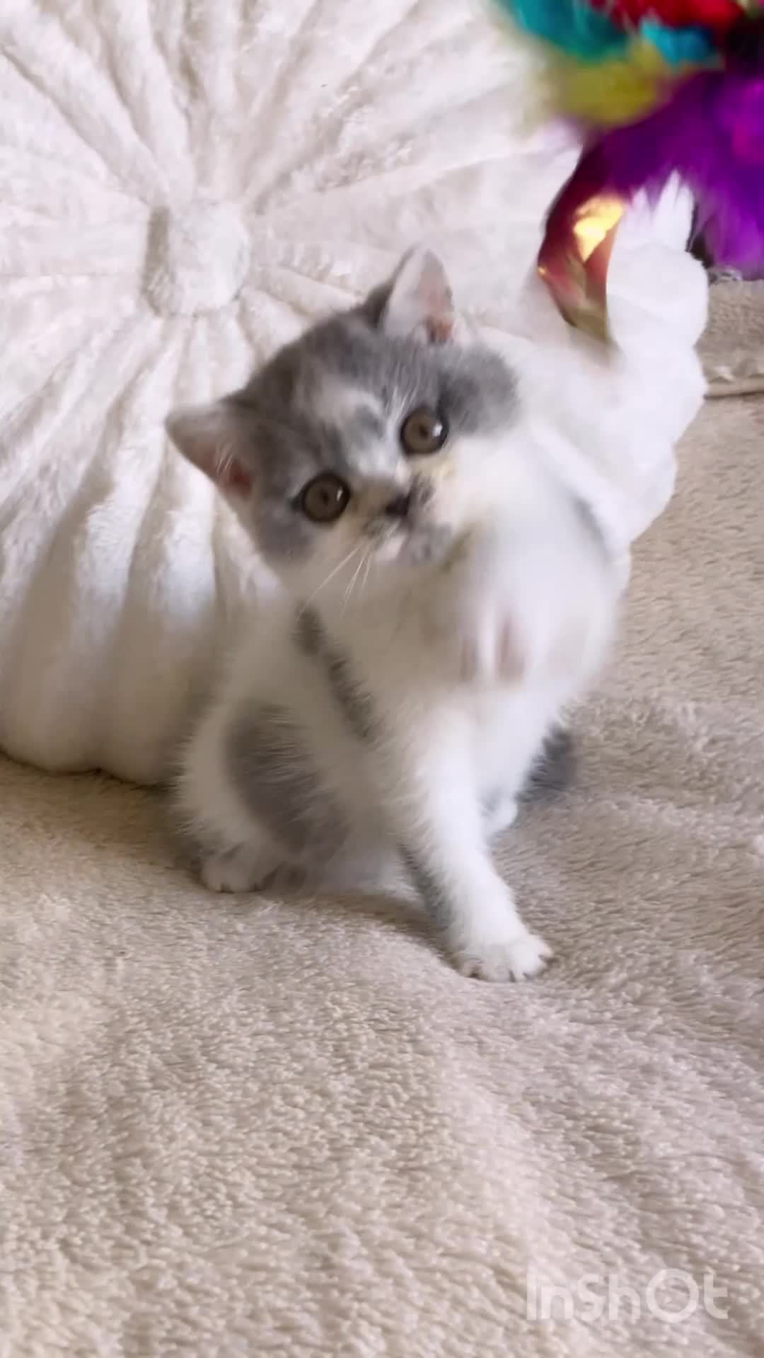British Shorthair cats for sale: Gorgeous Blue & White British Shorthair Registered - Video 1
